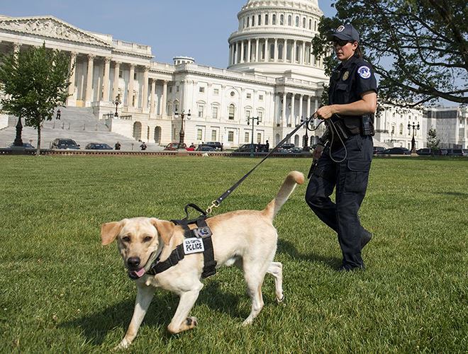 Nữ sĩ quan Cảnh sát dắt chó nghiệp vụ tuần tra xung quanh Đồi Capitol (nơi đặt tòa nhà Quốc hội Mỹ) ở Washington DC vào ngày 14-6-2017 trong bối cảnh an ninh được tăng cường sau vụ nổ súng nhằm vào các nghị sĩ ở bang Virginia lân cận